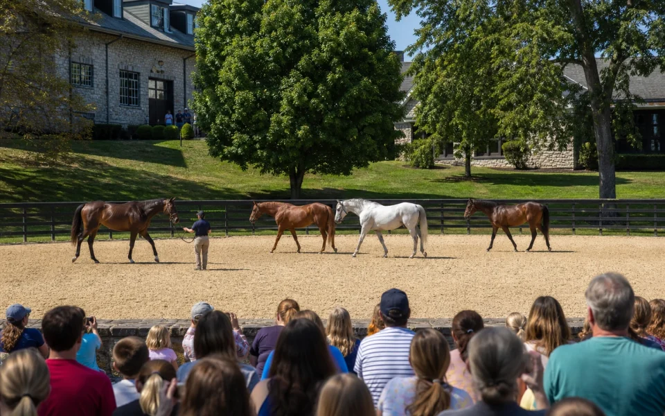 Live horse presentation on the grounds of Kentucky Horse Park in Lexington